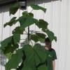 Paulownia, Arbre Imprial