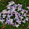 Paulownia, Arbre Imprial