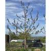 Paulownia, Arbre Imp�rial