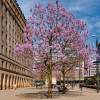 Paulownia, Arbre Imp�rial