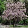 Paulownia, Arbre Imp�rial