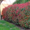 Photinia 'Red Robin'