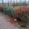 Photinia 'Red Robin'