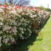 Photinia 'Red Robin'