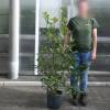 Photinia 'Red Robin'