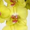 Orchide papillon Jaune, Phalaenopsis