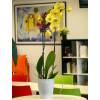 Orchide papillon Jaune, Phalaenopsis