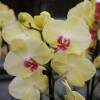 Orchide papillon Jaune, Phalaenopsis