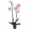 Orchide papillon Rose, Phalaenopsis