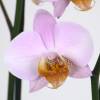 Orchidée papillon Rose, Phalaenopsis