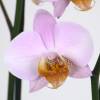 Orchide papillon Rose, Phalaenopsis