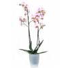 Orchide papillon Rose, Phalaenopsis