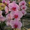 Orchide papillon Rose, Phalaenopsis