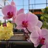 Orchide papillon Rose, Phalaenopsis