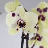 Orchide papillon, Phalaenopsis