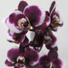 Orchide papillon, Phalaenopsis