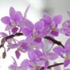 Orchide papillon, Phalaenopsis