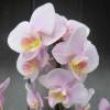Orchide papillon, Phalaenopsis