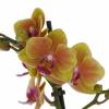 Orchide papillon, Phalaenopsis