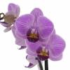 Orchide papillon, Phalaenopsis