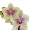 Orchide papillon, Phalaenopsis