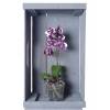 Orchide papillon, Phalaenopsis