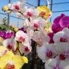 Orchide papillon, Phalaenopsis