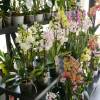 Orchide papillon, Phalaenopsis