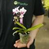 Orchide papillon, Phalaenopsis