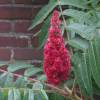 Sumac de Virginie