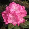 Rhododendron rose 'Germania'