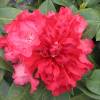Rhododendron rouge 'Markeeta's Prize'