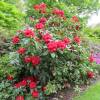 Rhododendron rouge 'Markeeta's Prize'