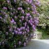 Rhododendron violet pontique