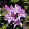 Rhododendron violet pontique