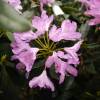 Rhododendron violet pontique