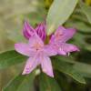 Rhododendron violet pontique