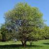 Saule marsault