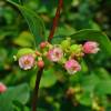 Symphorine blanche, Arbre aux perles