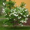 Viorne Boule de neige