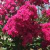 Lilas d't rose fuchsia