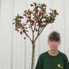 Lilas d'�t� rose fuchsia