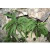 Fougre Asplenium trichomanes