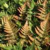 Fougre Dryopteris erythrosora