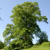Chne Chevelu Truffier - Tuber Melanosporum