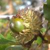 Chne Chevelu Truffier - Tuber Melanosporum