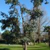 Eucalyptus de Gunn