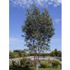 Eucalyptus des Neiges