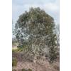 Eucalyptus des Neiges