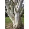 Eucalyptus des Neiges